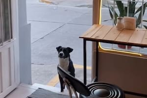 Buddys se volvió el cliente más fiel de la cafetería (Foto: @deligocafe)