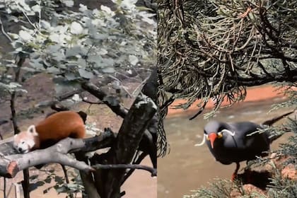 Budgie Landing invita a interactuar con aves exóticas
