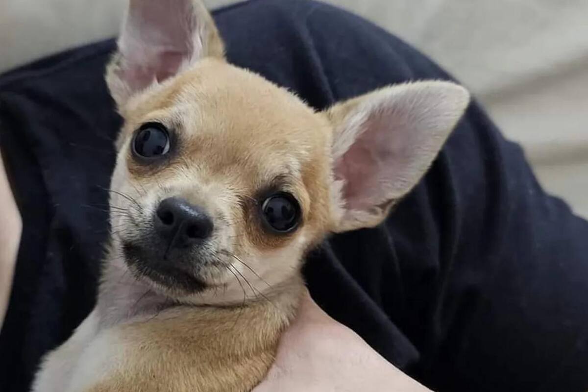 Budín, el chihuahua de tres meses buscado desesperadamente por su familia