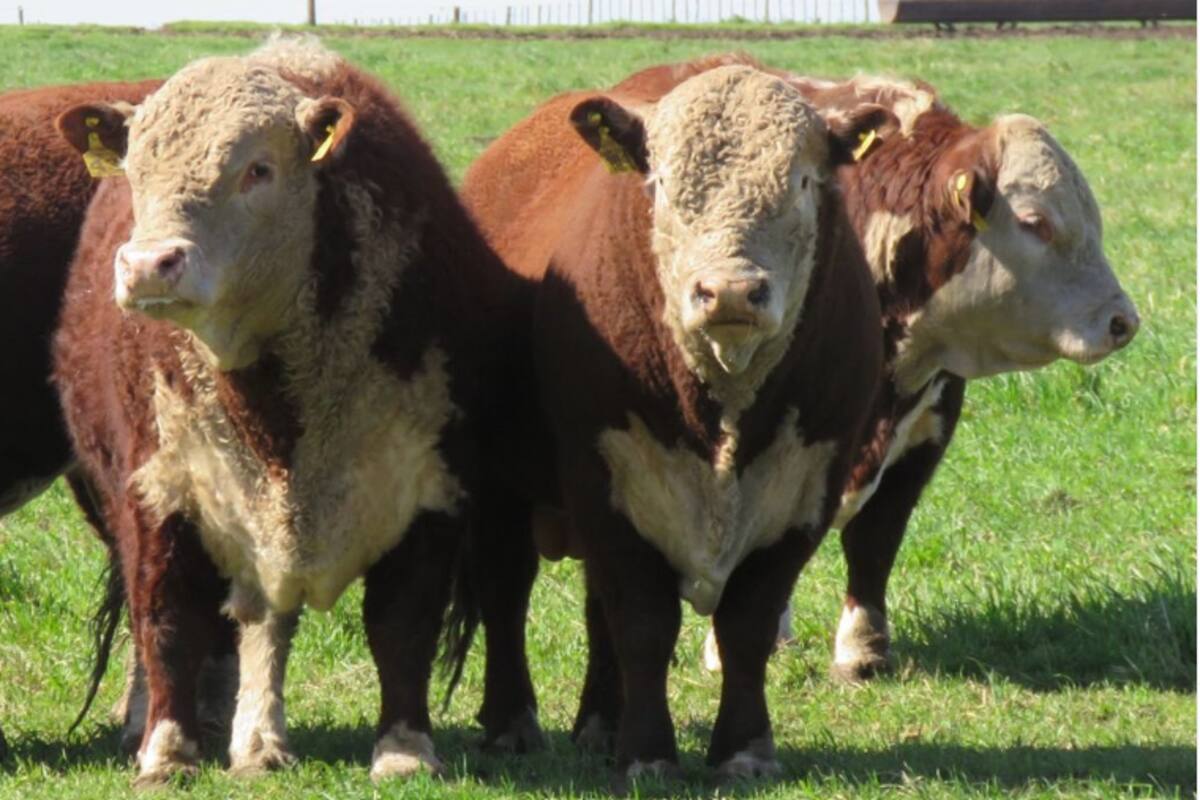 Buen base forrajera, sanidad y genética, pilares en el campo