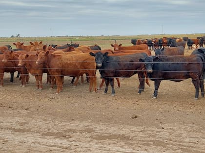 Buena alimentación al pie de la madre y luego del destete permite el entore precoz de vaquillonas