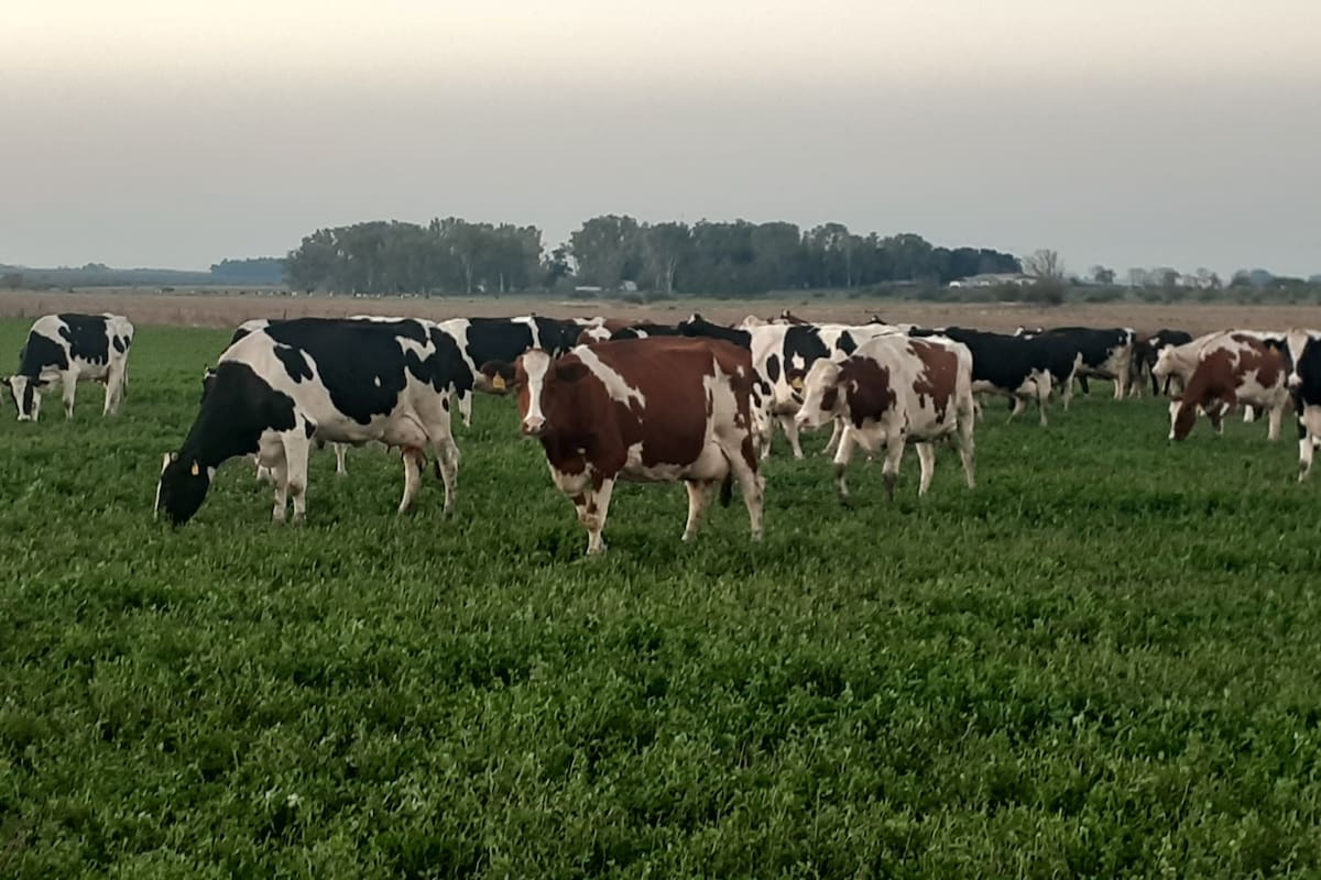 Buena nutrición e instalaciones adecuadas favorecen la tasa de preñez de las lecheras