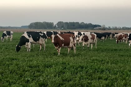Buena nutrición e instalaciones adecuadas favorecen la tasa de preñez de las lecheras