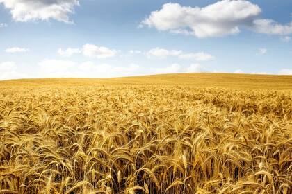 Buenas perspectivas para el cereal