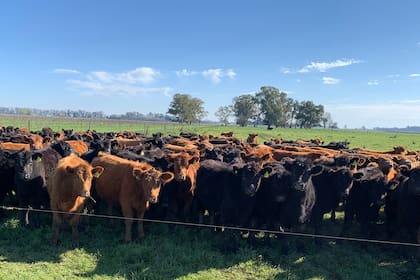 Buenas prácticas ganaderas en el campo