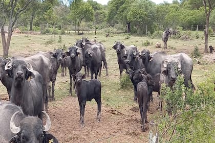 Búfalas con cría en campo de cuña boscosa en Gallareta (Vera, Santa Fe)
