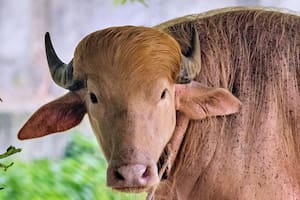 Búfalo albino bautizado en honor a Trump causa sensación en zoológico de Bangladesh