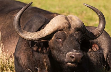 Búfalo, uno de los “big five”