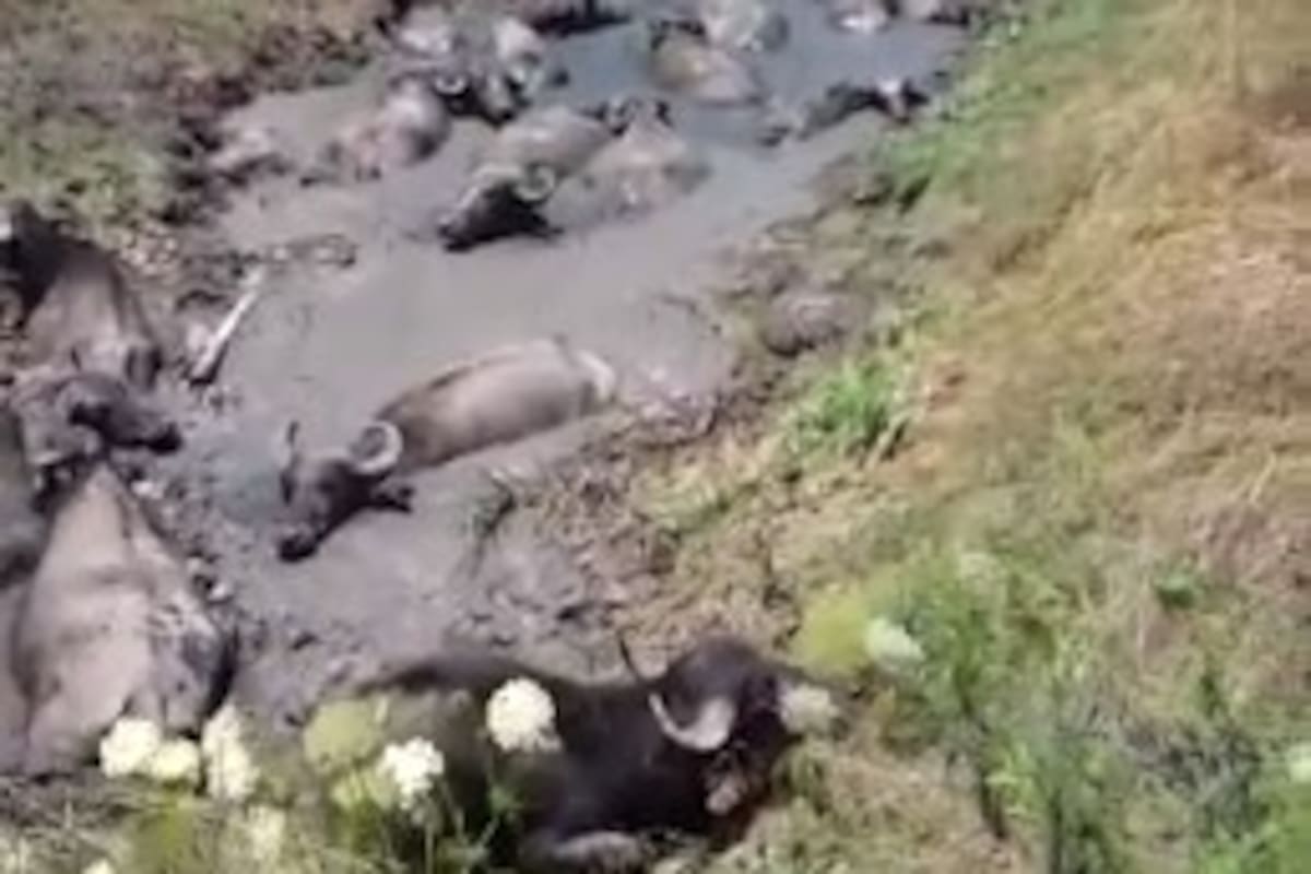 Búfalos sobre un arroyo seco