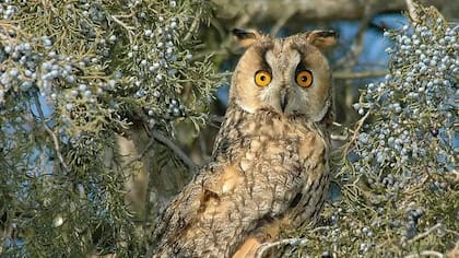 Búho chico (Asio otus). Lo que parecen orejas son en realidad mechones de plumas. Los verdaderos oídos están a los lados de la cabeza, ocultos entre plumas