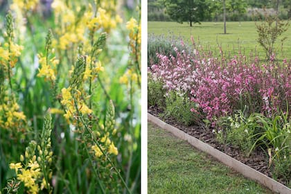 Bulbine frutescens y gaura rosada