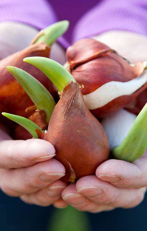 Bulbos de tulipanes