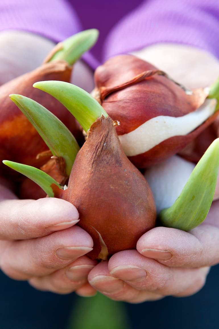 Bulbos de tulipanes