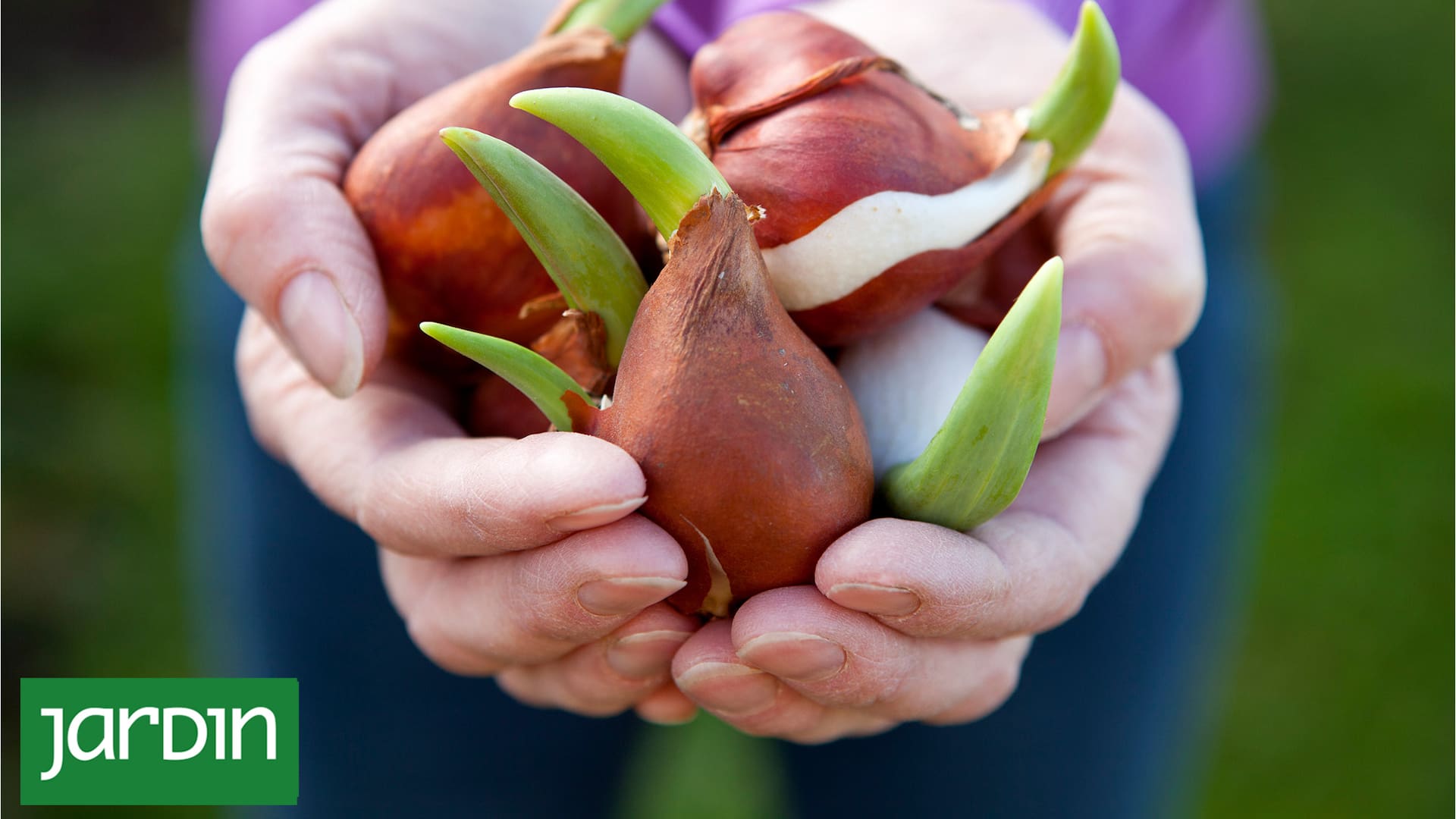 Bulbos de tulipanes