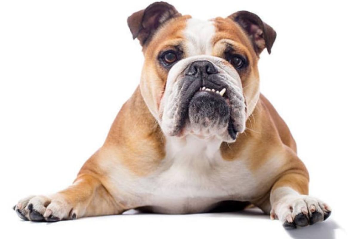 Bulldog inglés