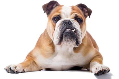Desde el bulldog inglés hasta el japonés akita, este es el ranking de las 10 razas más exclusivas, que se venden hasta por 1.500.000 euros