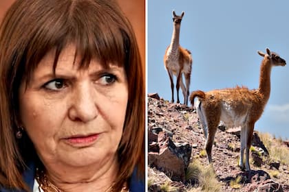 Bullrich: “Hay una plaga real de guanacos en la Patagonia, más de dos millones y medio, que están generando una depreciación del suelo, lo que hace que la Argentina haya perdido ovejas”