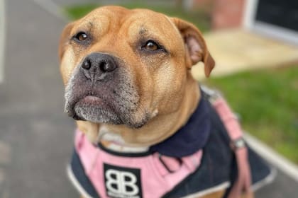 Bumble es una perra rescatada a la que diagnosticaron un cáncer inoperable en los riñones