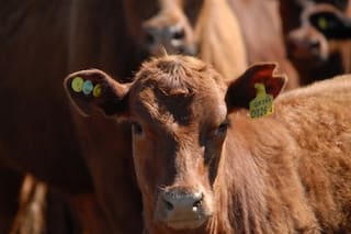 Una de las mayores agroexportadoras llegó con una fuerte apuesta a la Rural
