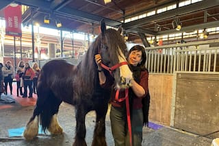 El caballo que llegó a la Argentina y llama la atención por sus características únicas