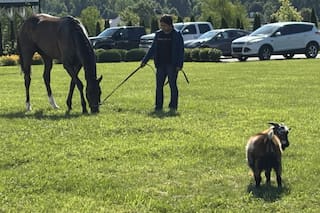 El caballo que no para de ganar grandes carreras desde que convive con... "Messi”