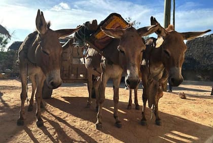 Burros de trabajo tiran de un carro en una cantera.