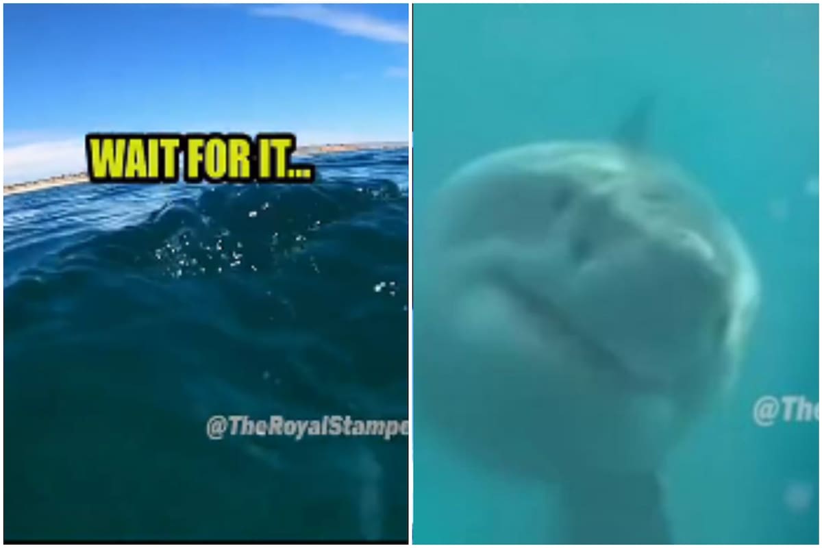 Buscaba la caña de pescar y se encontró con un tiburón blanco