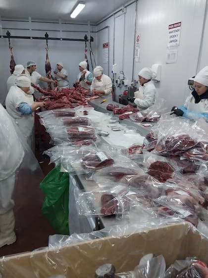 Buscan aprovechar la carne de guanaco en Santa Cruz