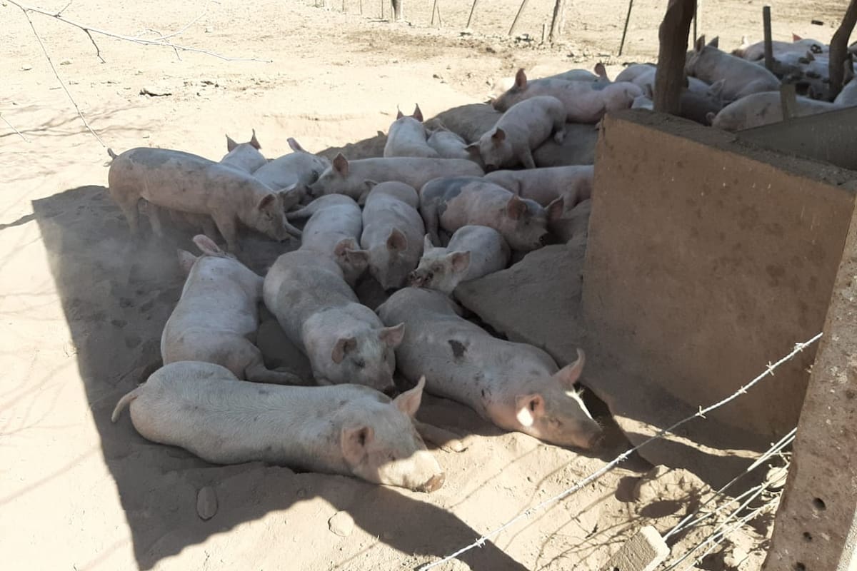 Buscan darle impulso a la producción de cerdo en la zona de La Cocha, Tucumán