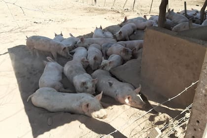 Buscan darle impulso a la producción de cerdo en la zona de La Cocha, Tucumán