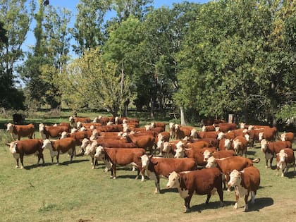 Buscan garantizar que cada eslabón de la cadena de valor pueda acreditar su sustentabilidad o integrarse para certificar el producto final
