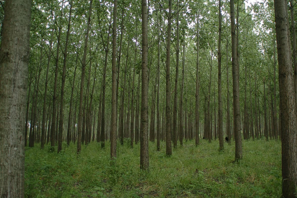 Buscan incrementar la superficie cultivada para forestación