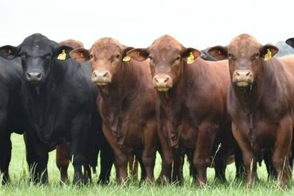 Buscan potenciar la difusión de los remates de la raza