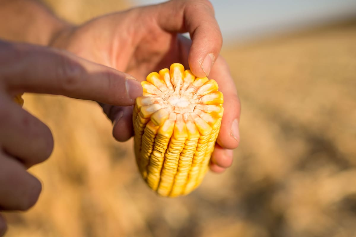 Buscan premiar a quienes se acerquen al potencial en maíz y soja