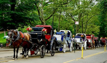 Buscan que se apruebe una ley para prohibir los carruajes con caballos en Nueva York (Unsplash)