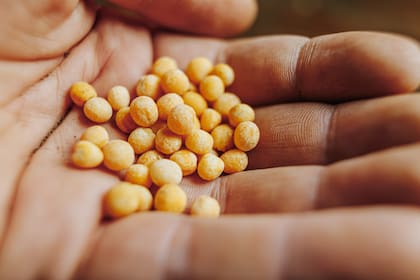 Buscan soja de los agricultores de EEUU mientras los precios languidecen, según fuentes