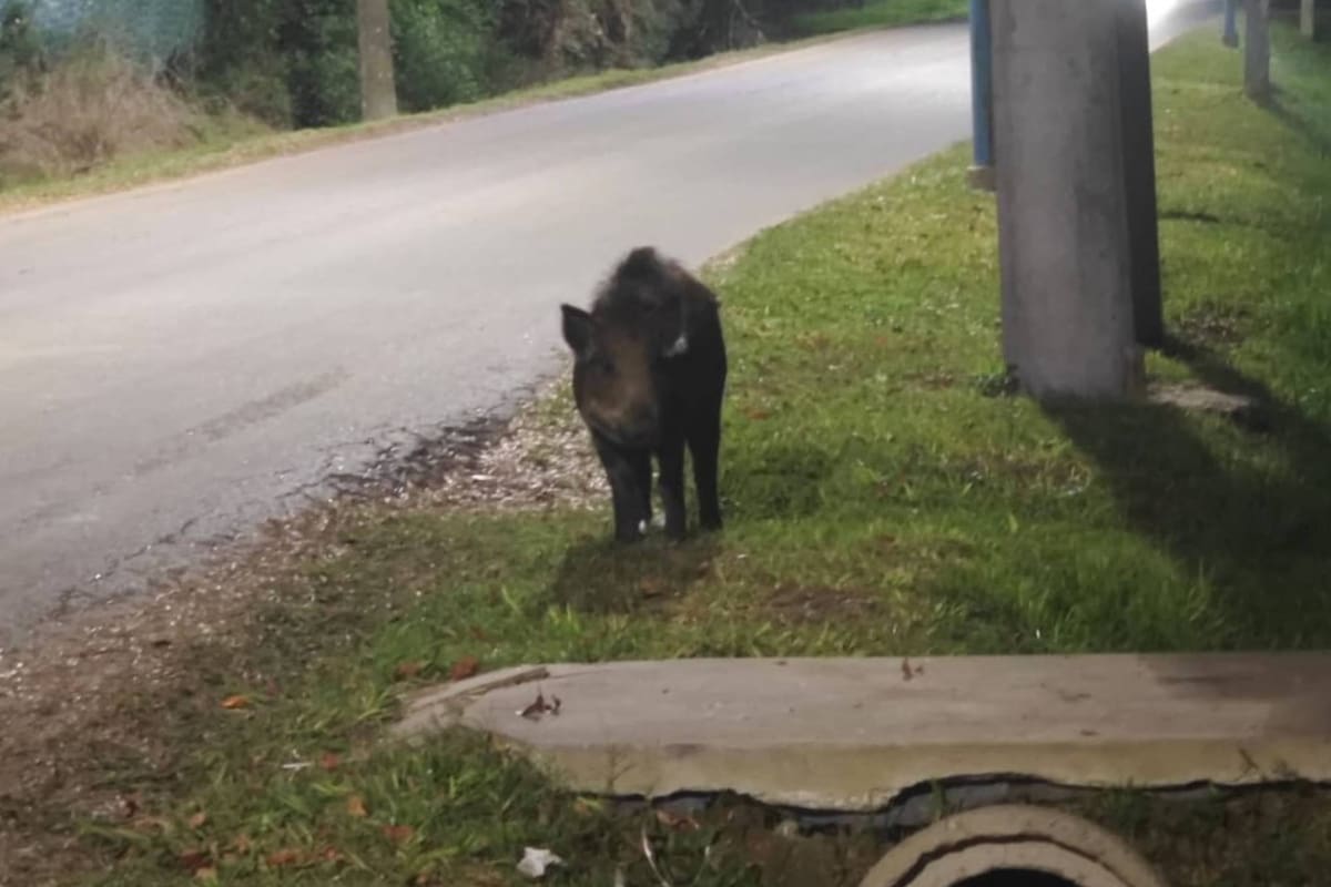 Buscan un jabalí perdido en Escobar.