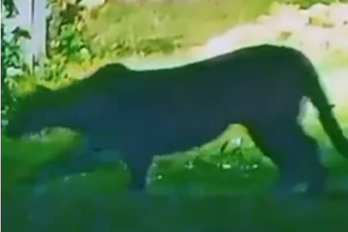 Buscan un puma suelto en Escobar,