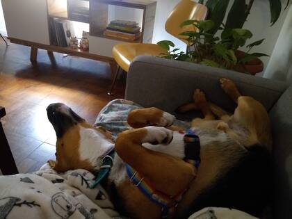 "Busco una familia que pueda cuidar y amar a Chicho. Mi responsabilidad, como tutora de un perro, es entender que hoy no puedo, por más que quiera".