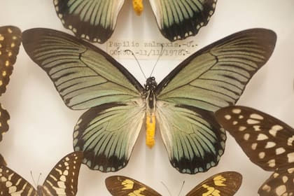 Butterflies. Liebig. Entre Ríos .