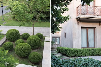 Buxus en forma de bocha y buxus en forma de setos dan movimiento y demarcan el sendero hacia el lateral de la casa. La hiedra cumple el rol fundamental de cubresuelos.