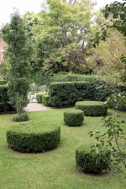 Buxus en topiario y rosales, combinación perfecta.