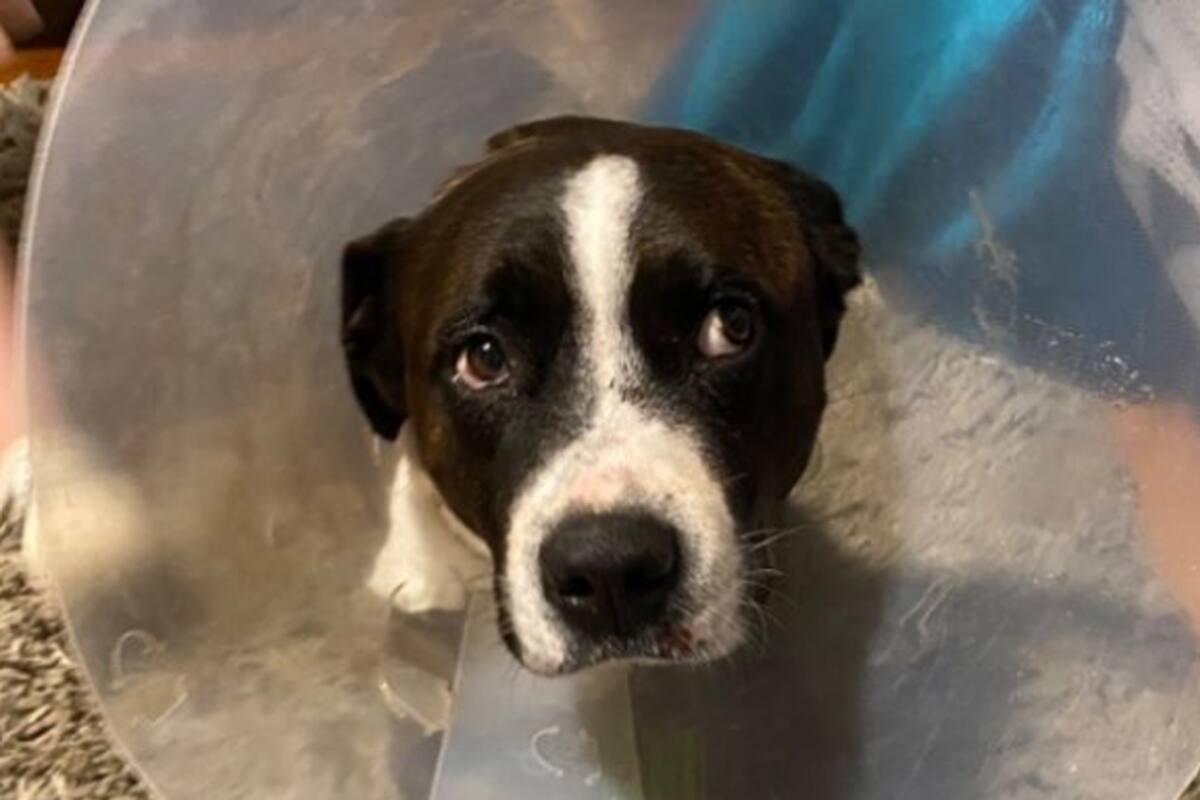 Buz, un bull terrier que peleó con su vida contra los ladrones para proteger a su familia