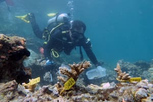 Buzos cortan y expanden los corales frente a las costas de los Emiratos Árabes