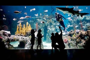 Buzos en acción, una de las propuestas del bioparque Temaiken.