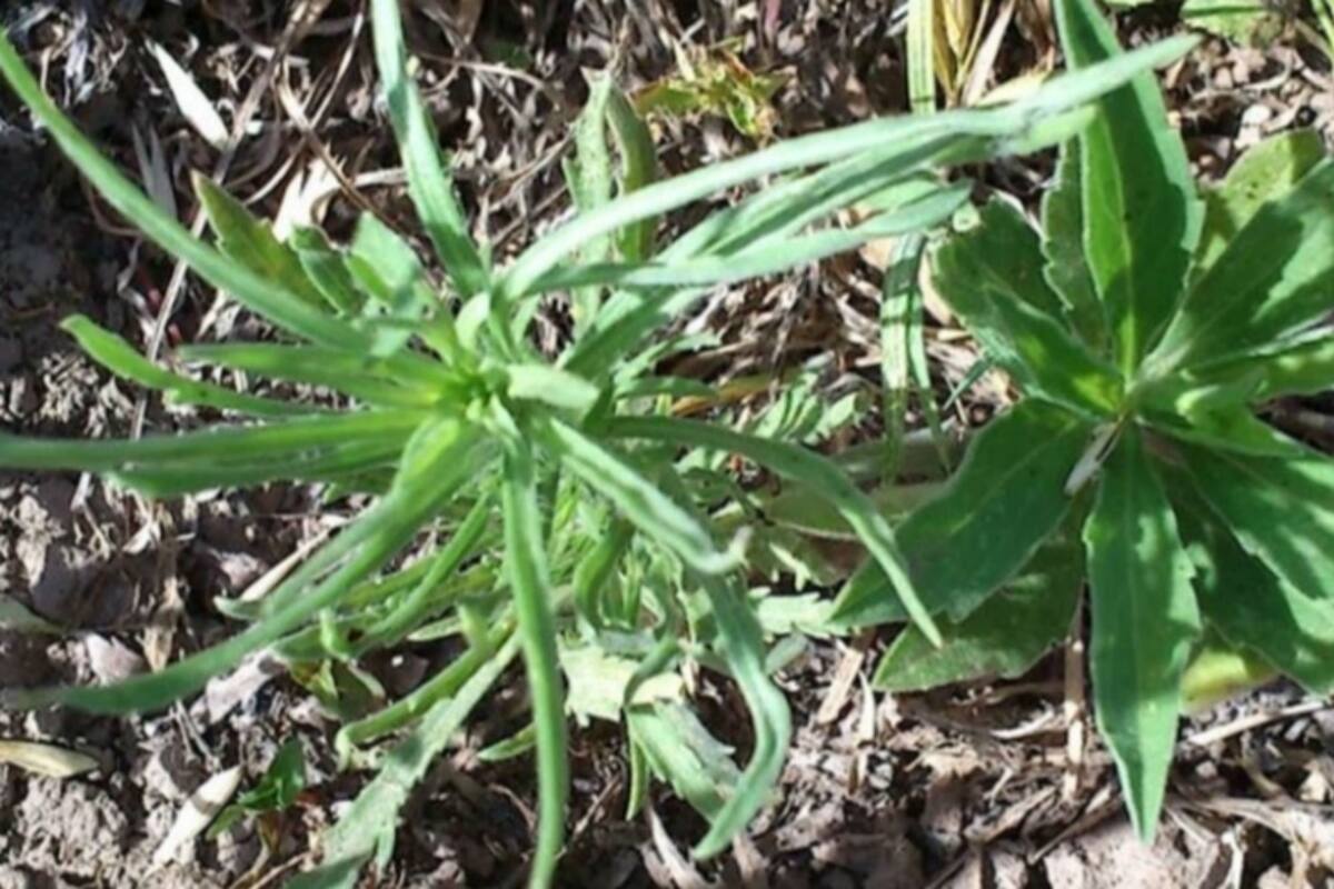 C. bonariensis var. angustifolia; derecha C. bonariensis var. bonaeriensis