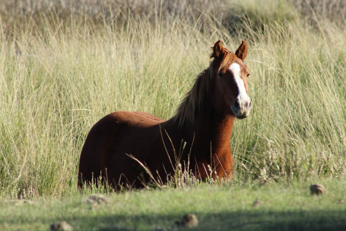 caballo