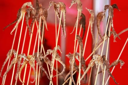 Caballitos de mar