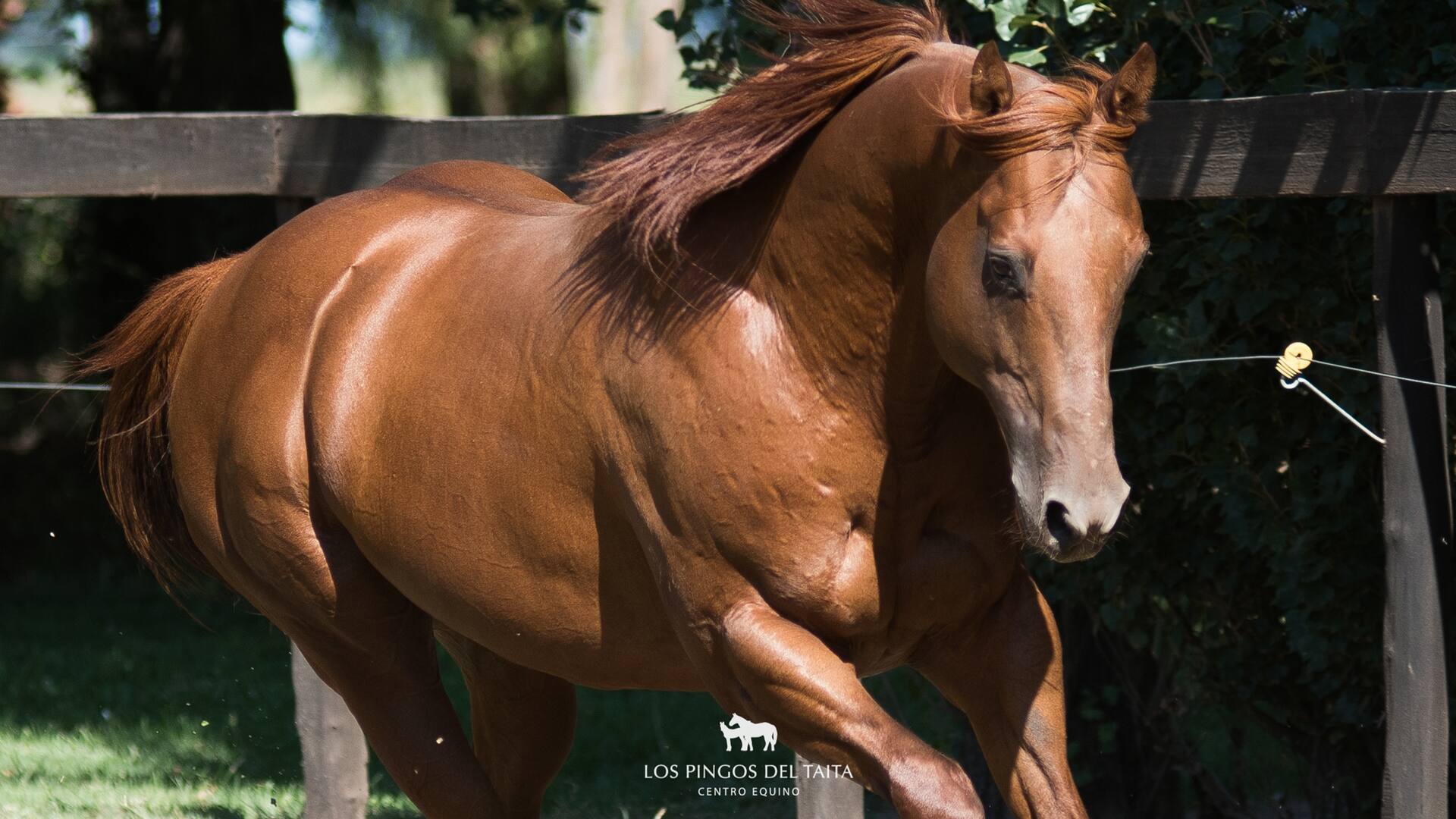 Caballos de polo