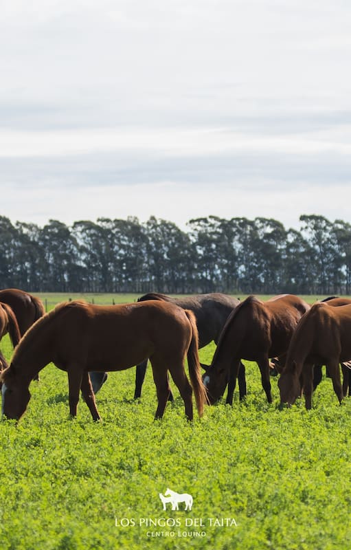 Caballos de polo